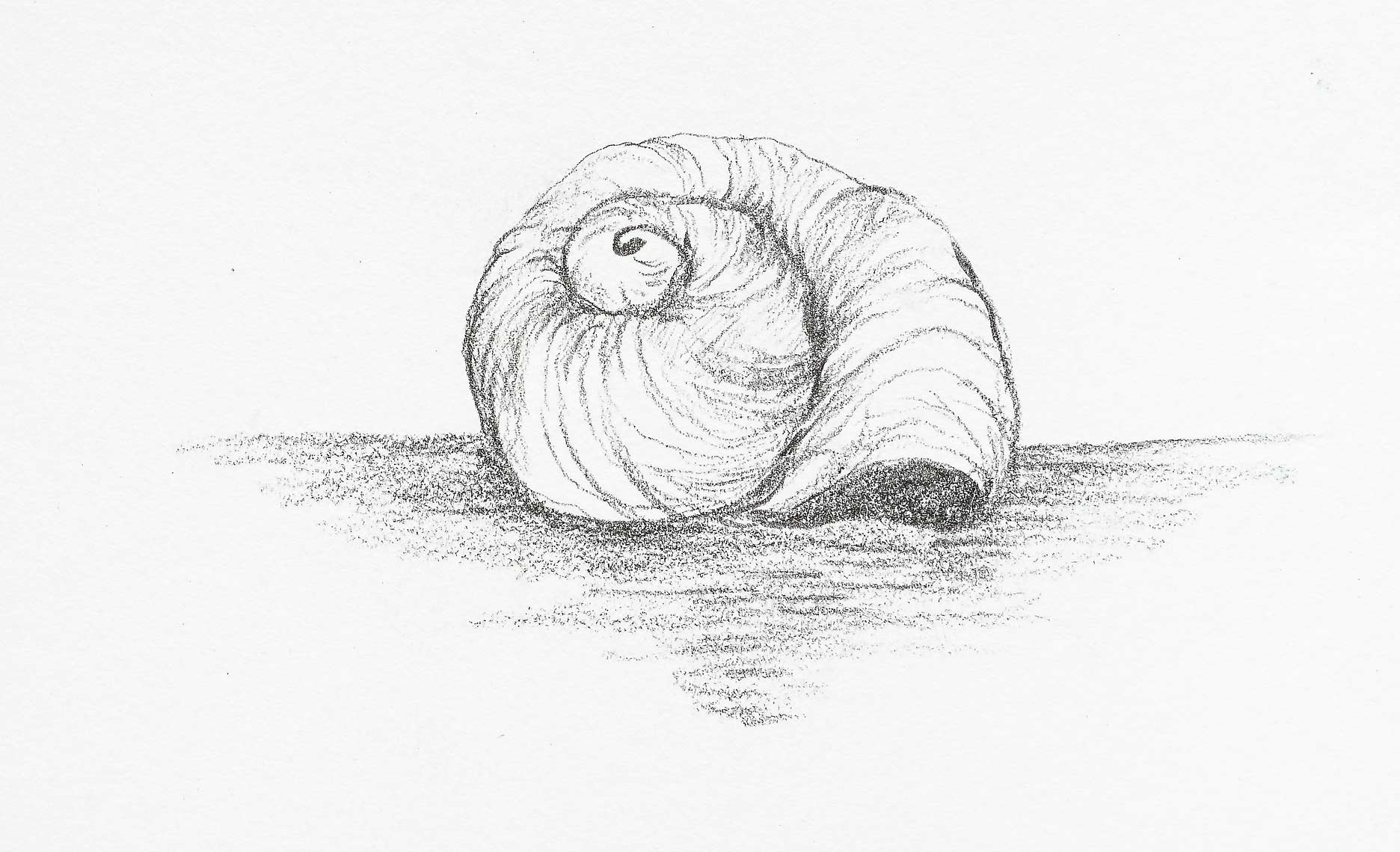 Full Moon Lagoon ~ Moon Snail